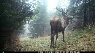 Jelony , rudy ze zdobyczą i trzy wilki .