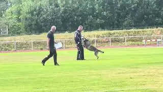 IGP SM 2023 Hesselballe Leya C: 94 och figuranternas val till tävlingens bästa skyddshund