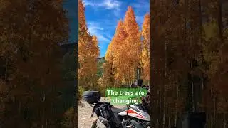 Prettiest aspen trees I&rsquo;ve ever seen