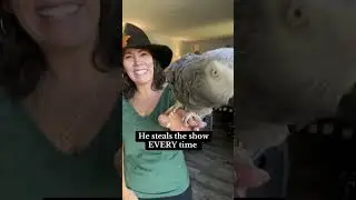 He is a show stopper 😎 #africangreyparrot #parrotsoftiktok #birdmom #einsteinparrot
