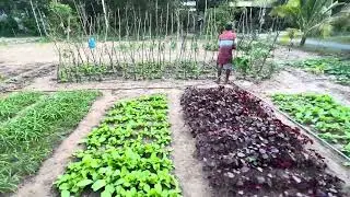 Vườn  nhà trồng 