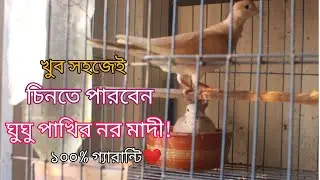 সহজেই শনাক্ত করুন ঘুঘু পাখি মেল নাকি ফিমেল🐦identify male & female dove/ঘুঘু পাখির নর মাদি চেনার উপায়