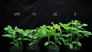 Dicamba (SOA 4) on Soybeans 1X time