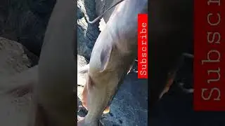 Great size keeper. #hiphopfishing #subscribe #joinme