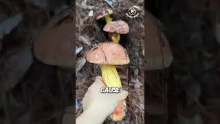 Edible poisonous mushrooms