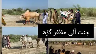 New bull rase13September 2025بیل ریس ضلع مظفرگڑھ جنت والی میلہ مالک فوجی مصطفیٰ
