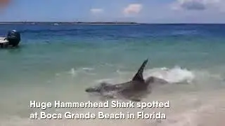 Florida: Huge Hammerhead Shark spotted at Boca Grande Beach