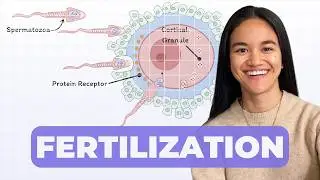 Fertilization | Reproductive System