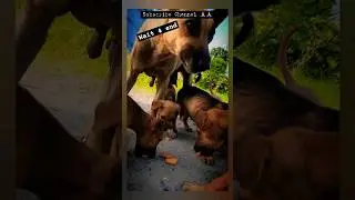 Lovely Cute Puppies & Dog Feeding Biscuits #shorts #doglover #animals #voiceless #streetdog #dogcare