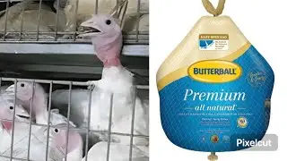 Recall! Butterball Employees Cought Smashing Your Thanksgiving Turkey's.