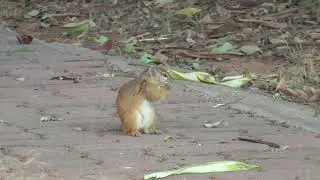 A.K.5000 Smith's Bush Squirrel