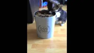 Cute Poky Corgi Puppy Trying to Steal Food