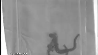 A male Aneides flavipunctatus performing pulling behavior