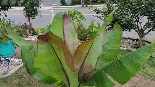 Jose's Tropical Garden Summer 2022
