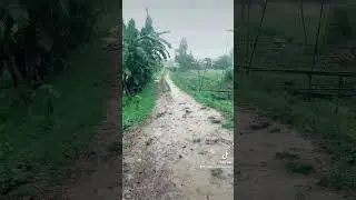 #avasmama #bangladesh #bangladeshdailyvlogs #Thumibondhukalapakhi #Monsoonseaon #monsoon