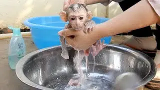 Most Adorable Tiny Monkey Dody Taking A Bath To Clean His Body Morning Time