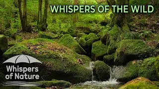 🌳 ASMR Древний лес | Звуки воды и птиц для глубокого сна ✨ Whispers of Nature