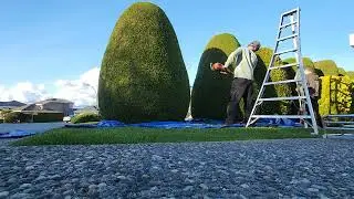 Pinecrest out trimming emerald cedar pillars!