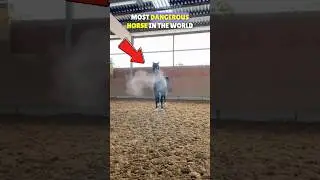 Mustang: The Most Dangerous Horse on Earth!🐎