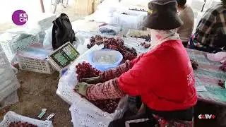 Grape Harvest Season in Full Swing in Xinjiang, China's Top Grape-Producing Region