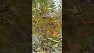 capital birds