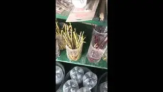 After 10 days in water     willow cuttings starting to grow roots