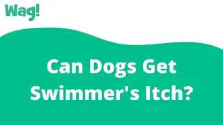 Can Dogs Get Swimmer's Itch? | Wag!