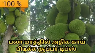 பலா மரத்தில் அதிக காய் பிடிக்க டிப்ஸ் / Jack fruit cultivation