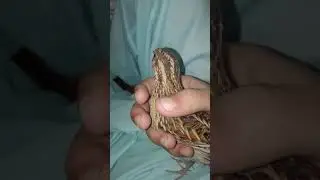 Quail sound