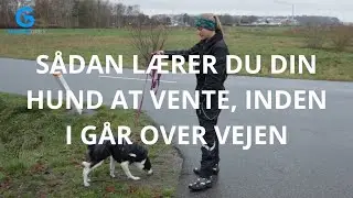 Sådan lærer du din hund at vente, inden i går over vejen