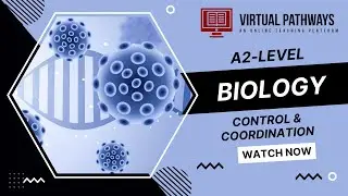 Control and Coordination (Part 4) | A2-Level Biology 9700 | Virtual Pathways