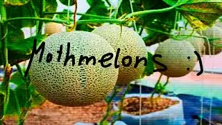 Mothmelons [Yitzu demon] by Valentlne | Geometry Dash