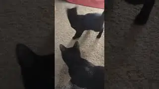 adorable kitty does magic! must watch closely! # viral # magic trick # kitten # cat