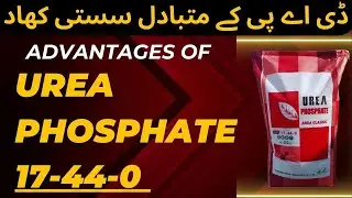 Advantages of Urea Phosphate | Malik Hassan Agriculture