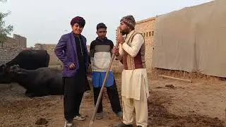 Daulat | Best Comedy Video | Top Comedy Video 2026 | Qasir TV