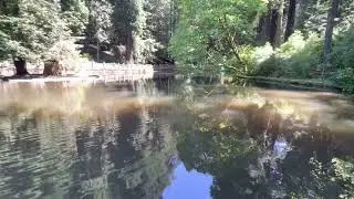 Sequoia Park reflecting pond.