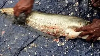 Mini size boyal fish cutting skill #fishcutting #fishingvideo #fishing #fish