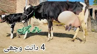 cholistani frizen cross cow for sale (03061061151) youtube.January 25, 2026