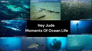 Hey Jude - The Beatles (Moments Of Ocean Life)