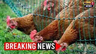 Bird Flu Prevention Zone Declared Across England Amid Rising Cases