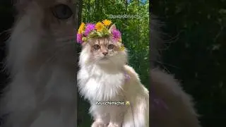BRUSCHIMICHIS 392 😹