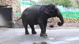 Elephant versus watermelon
