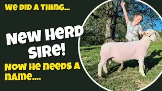 New Herd Sire! He needs a name&hellip;