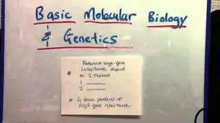 Patterns of single gene inheritance
