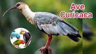 Ave Curicaca do Brasil. Brazilian Curicaca Bird