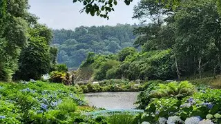 Trebah, Kornwalia. Dolina Potoku.