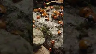 How Do Ladybugs Survive Winter? 🐞 #bugs #interestingfacts