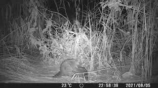 Cr&iacute;as de mapache jugando en las orillas del Jarama (Madrid)