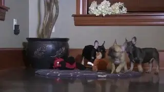 French Bulldog Puppies Playing