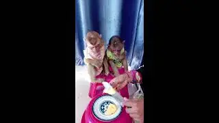 Little monkey very hungry fruit #monkey #cute #viral #babymonkey #amazing #livestream